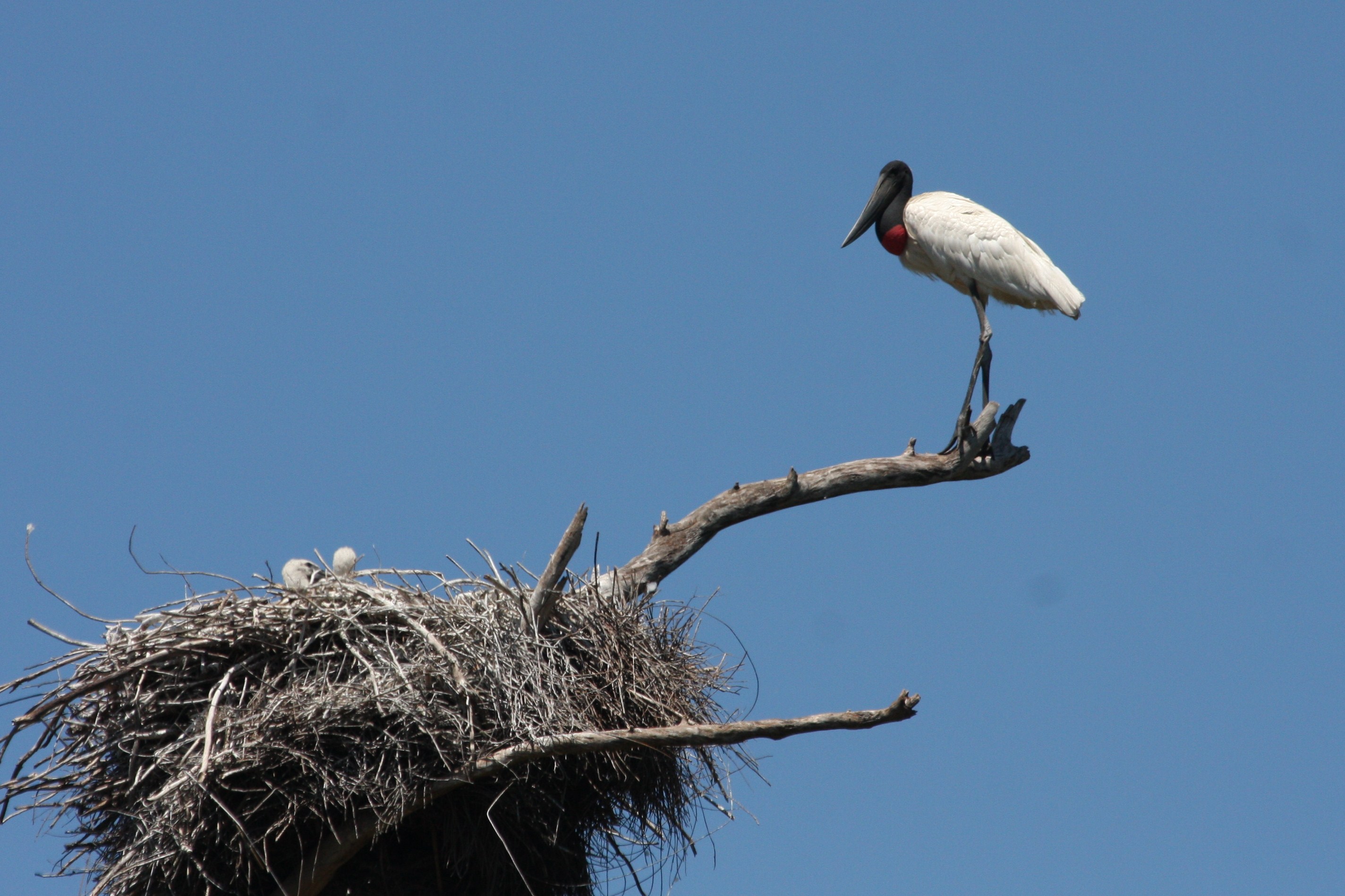 Jabiru nest with 2 young